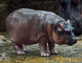 Cute baby hippo