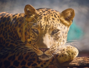 Leopard- Wild Spirit