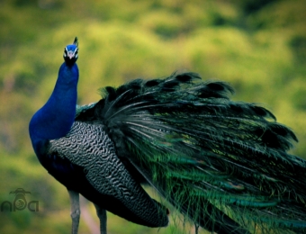 Peacock with attitude