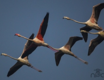 Greater Flamingoes