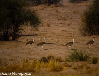 Great Indian Bustards