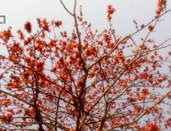 Red Silk Cotton Tree