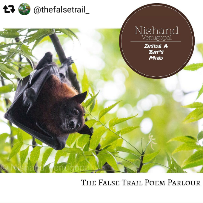 bats nature poem