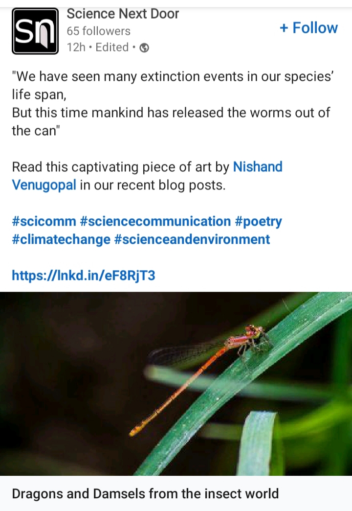 poem on dragonflies