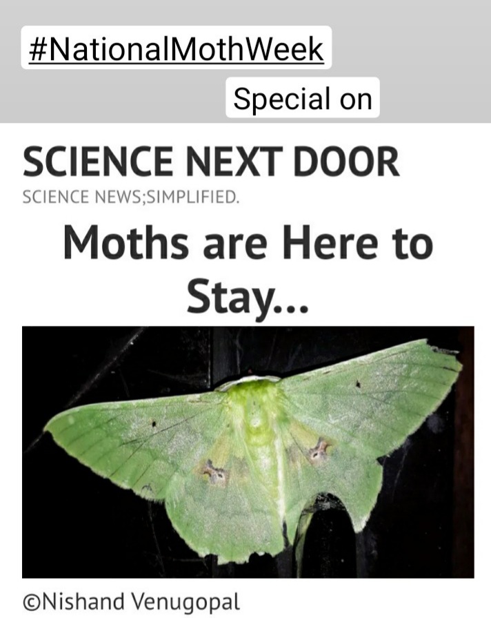Moths, Insects