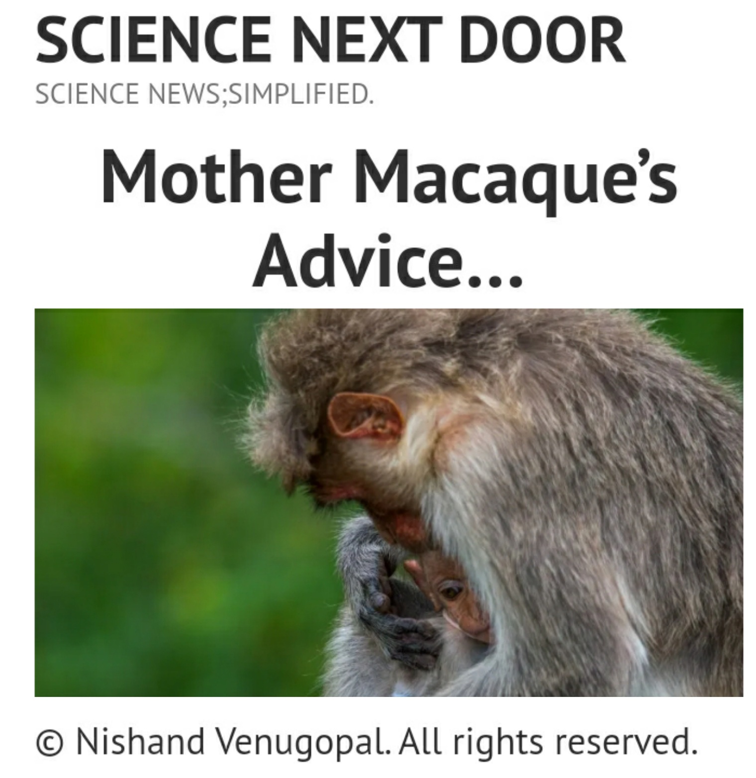 Mother Macaque wildlife