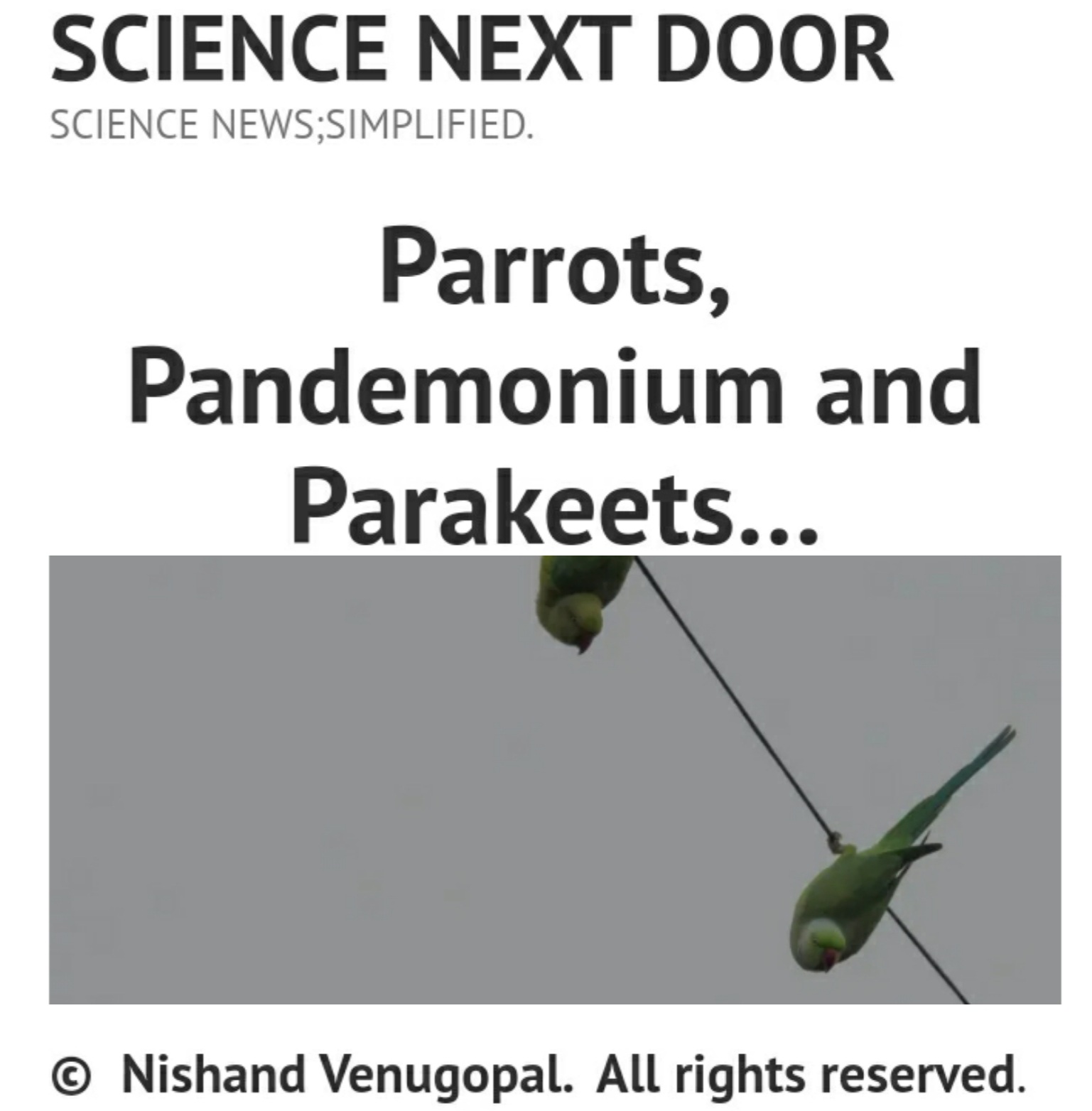 parakeet, parrots, poem