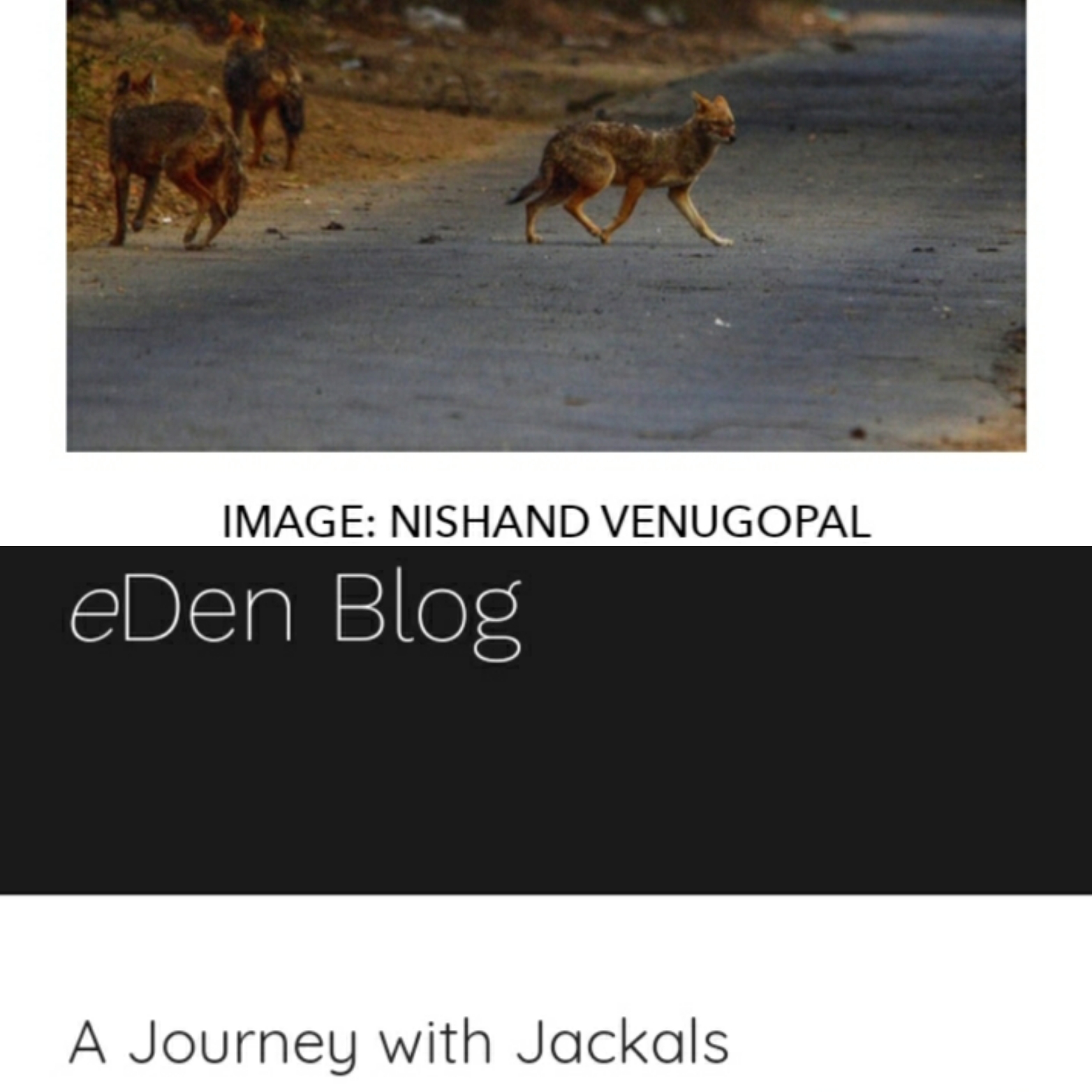 Watching jackals in Delhi