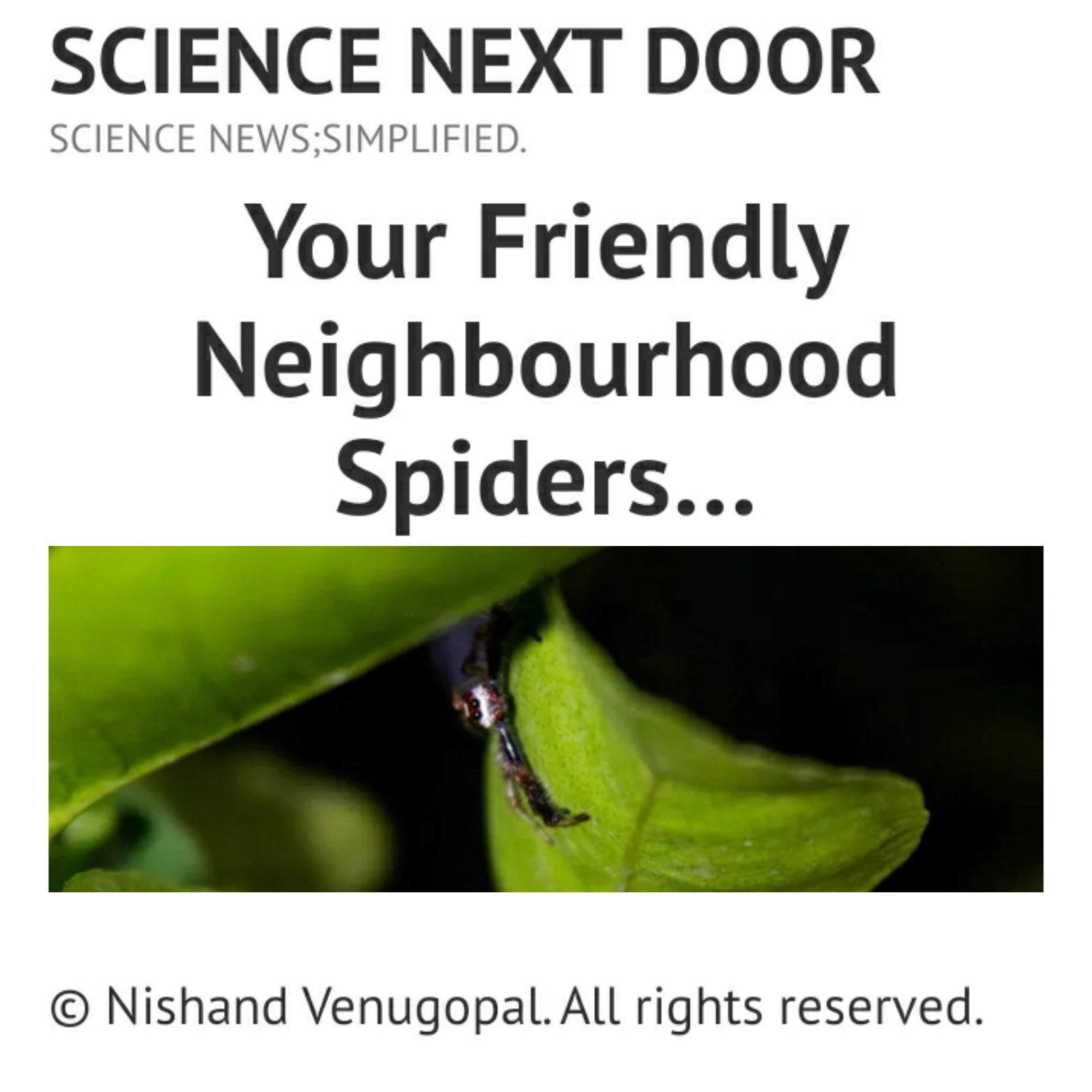 Spiders, nature , poem