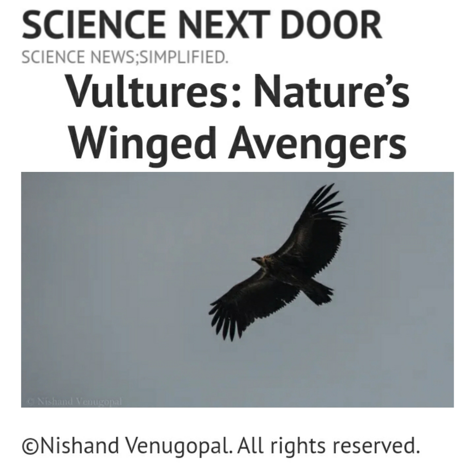 Vultures, nature, poem