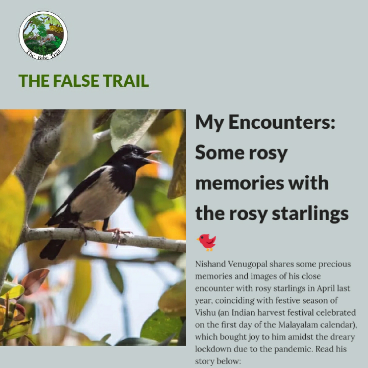 Rosy Starling Story bird birding