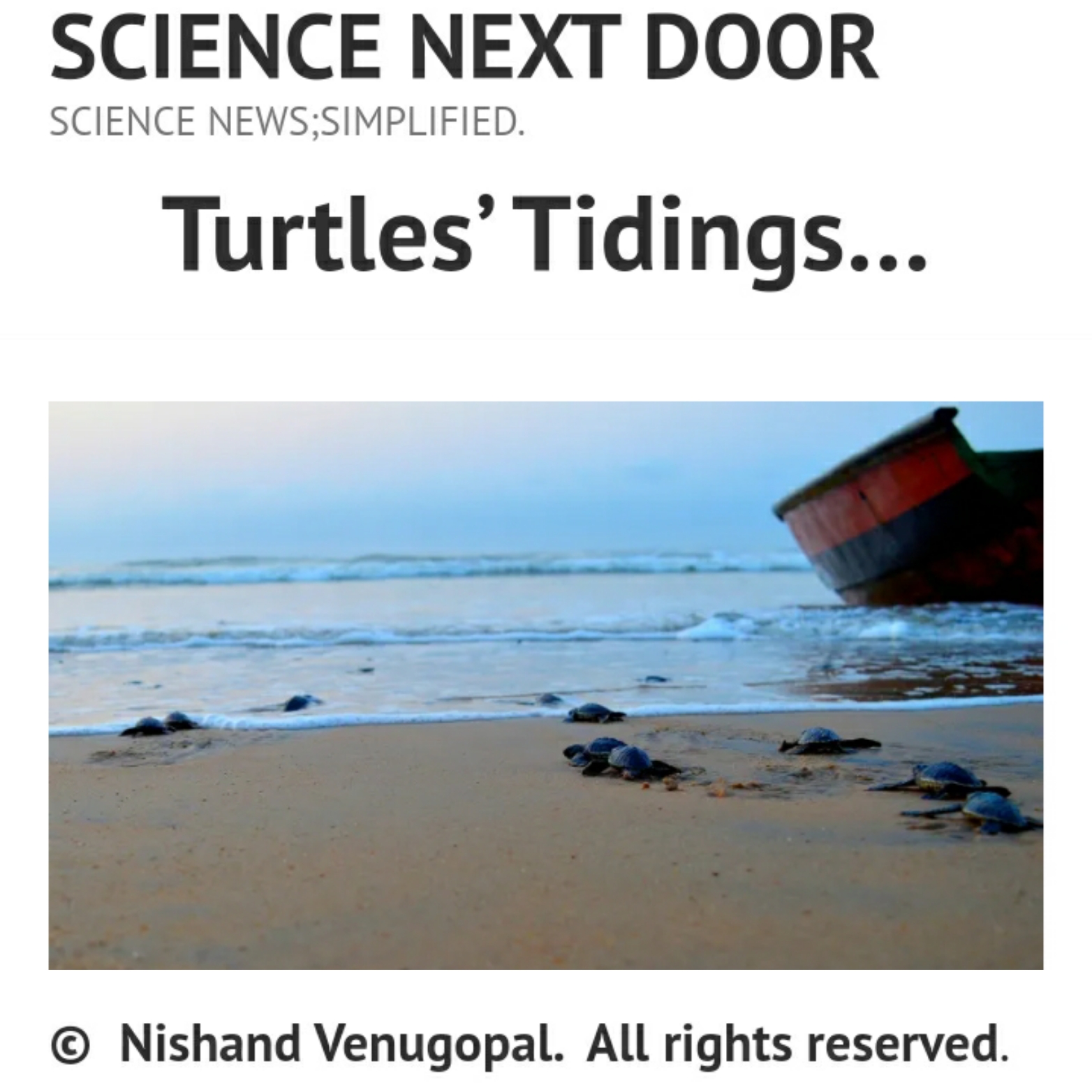 Sea turtles poem