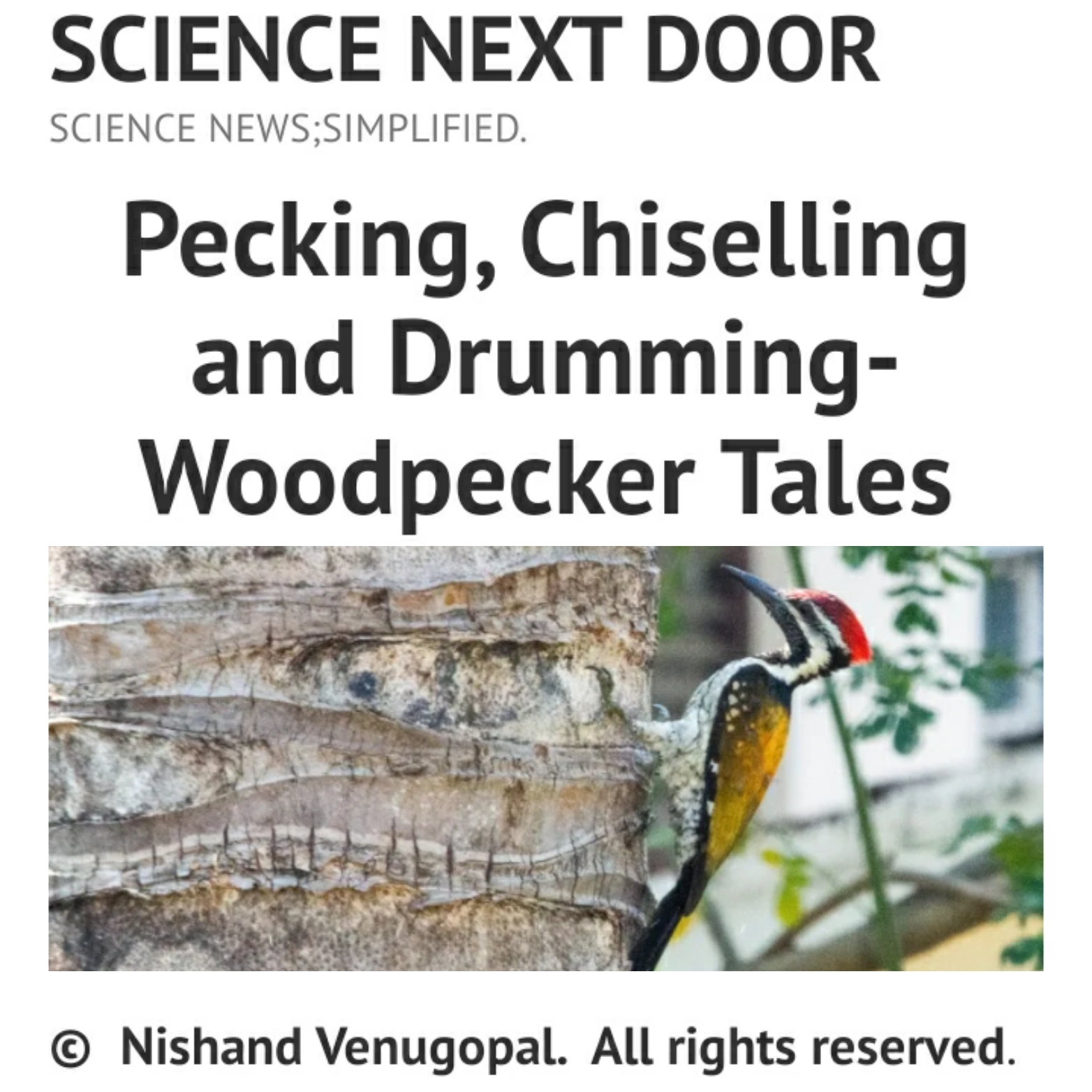 Bird, woodpecker,nature, poem