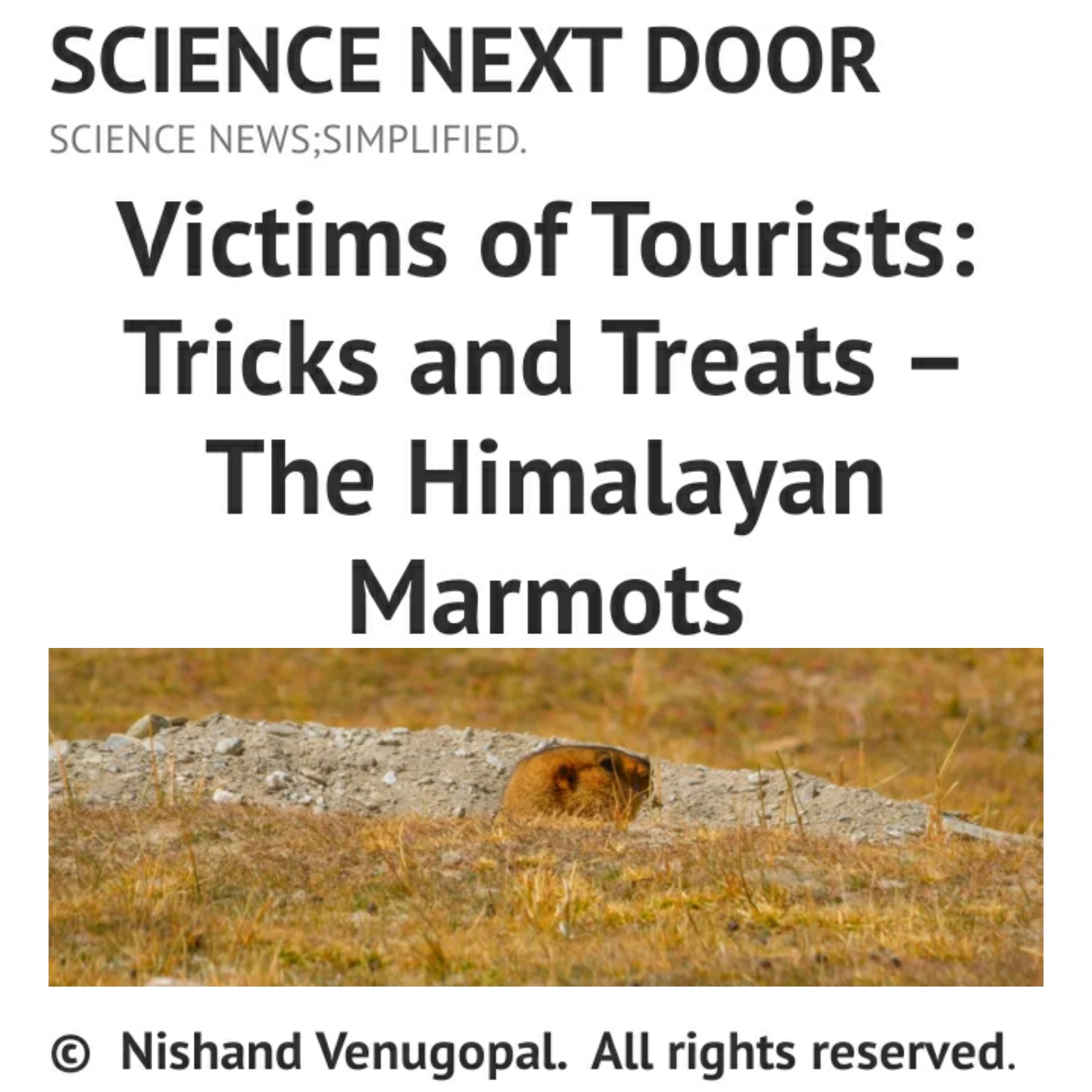 Marmot, mammals, nature, poem