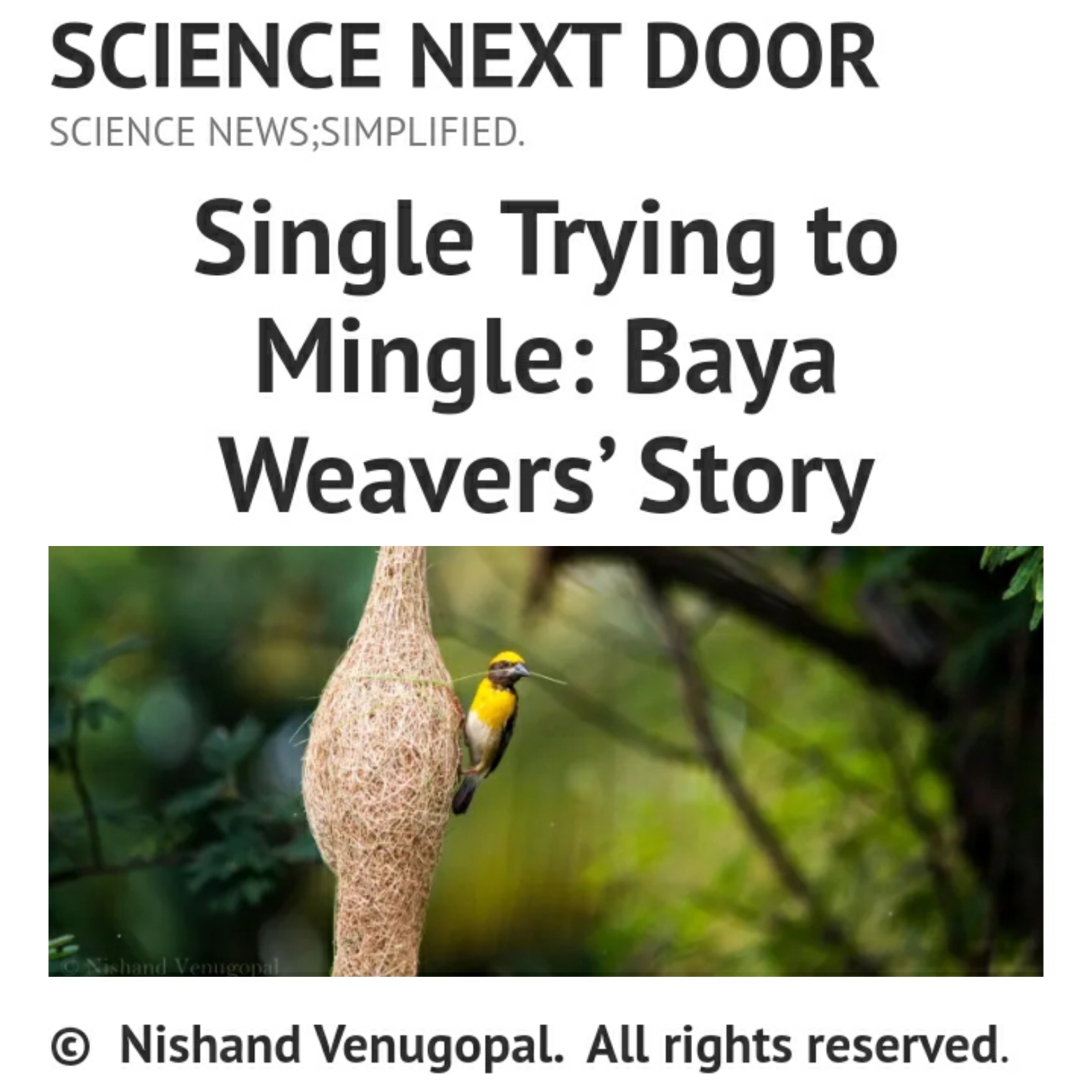 Baya weaver, bird, nature, poem