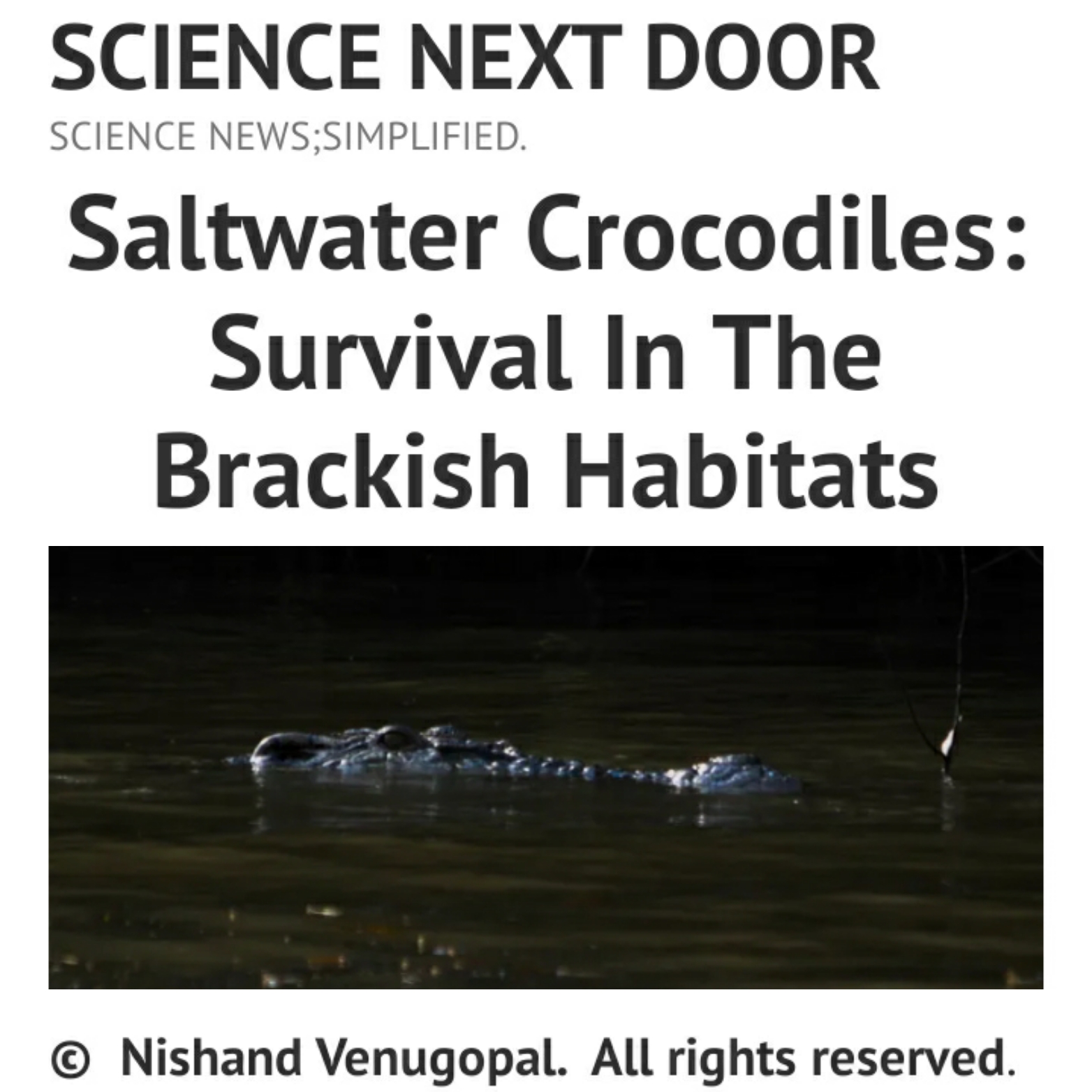 Saltwater crocodile, mangroves, nature, poem