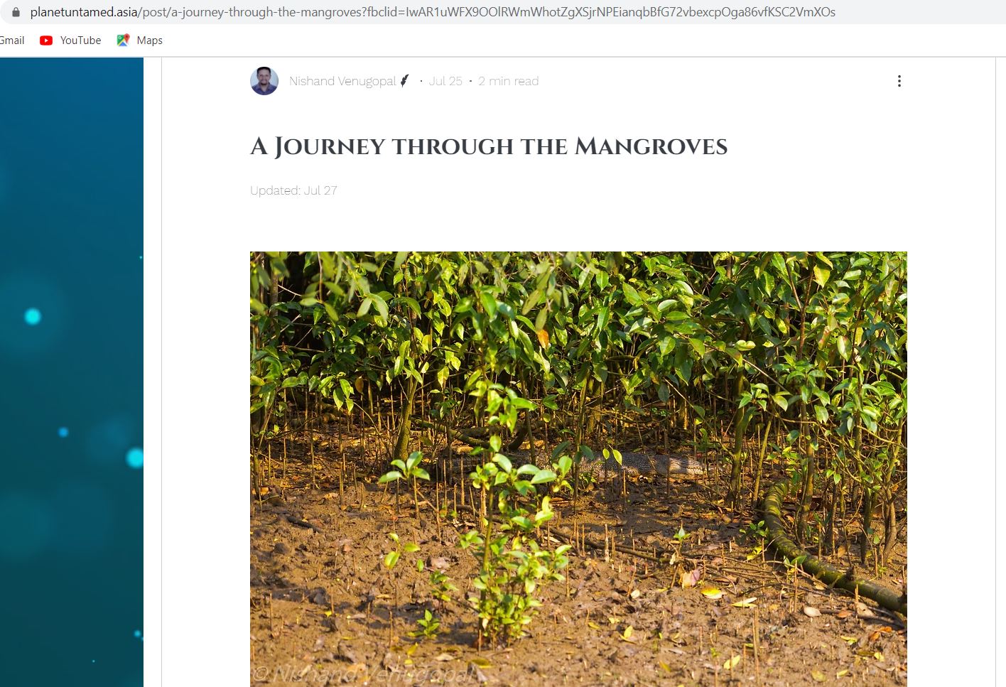 Mangroves, Crocodiles, Birds, Photography