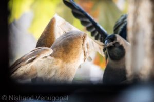 crow fighting the owl