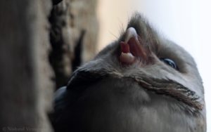 Barn owls