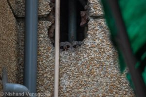 Owlets watching