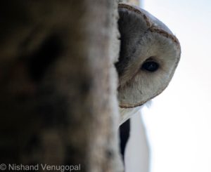 barn owl watching