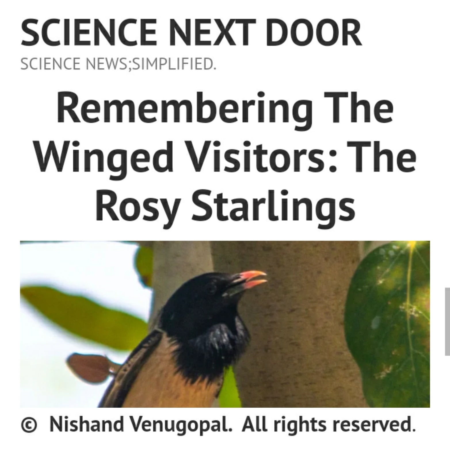 rosy starlings, birds, migration