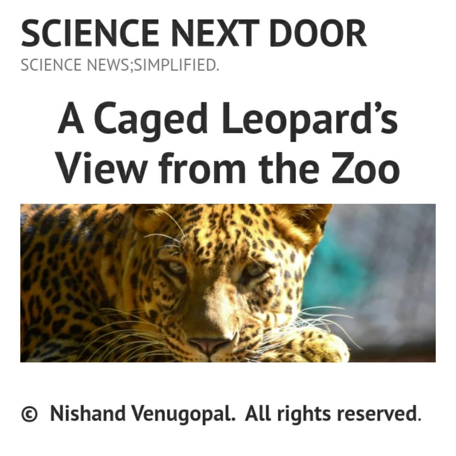 leopard, cage, zoo