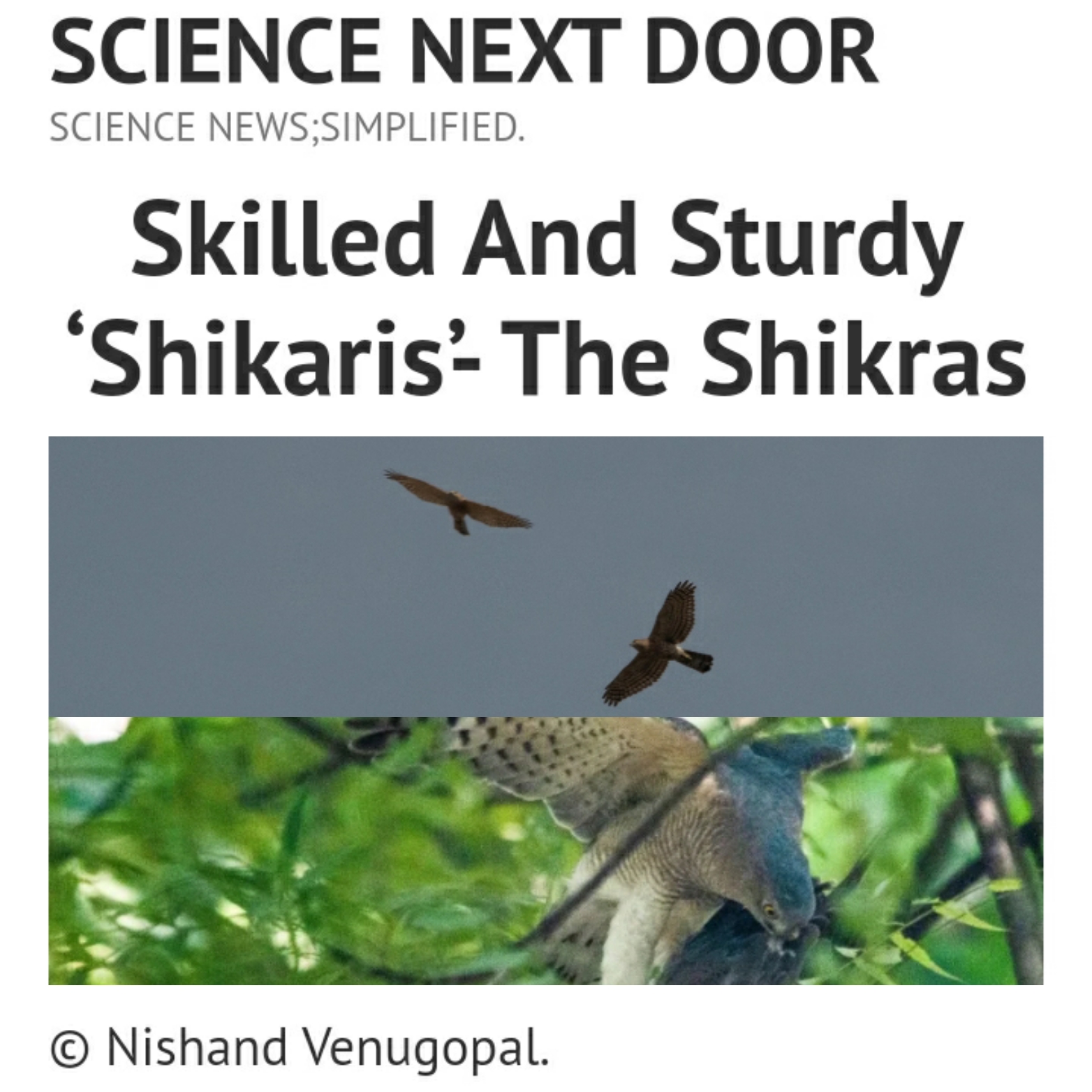 Shikra, urban, birds