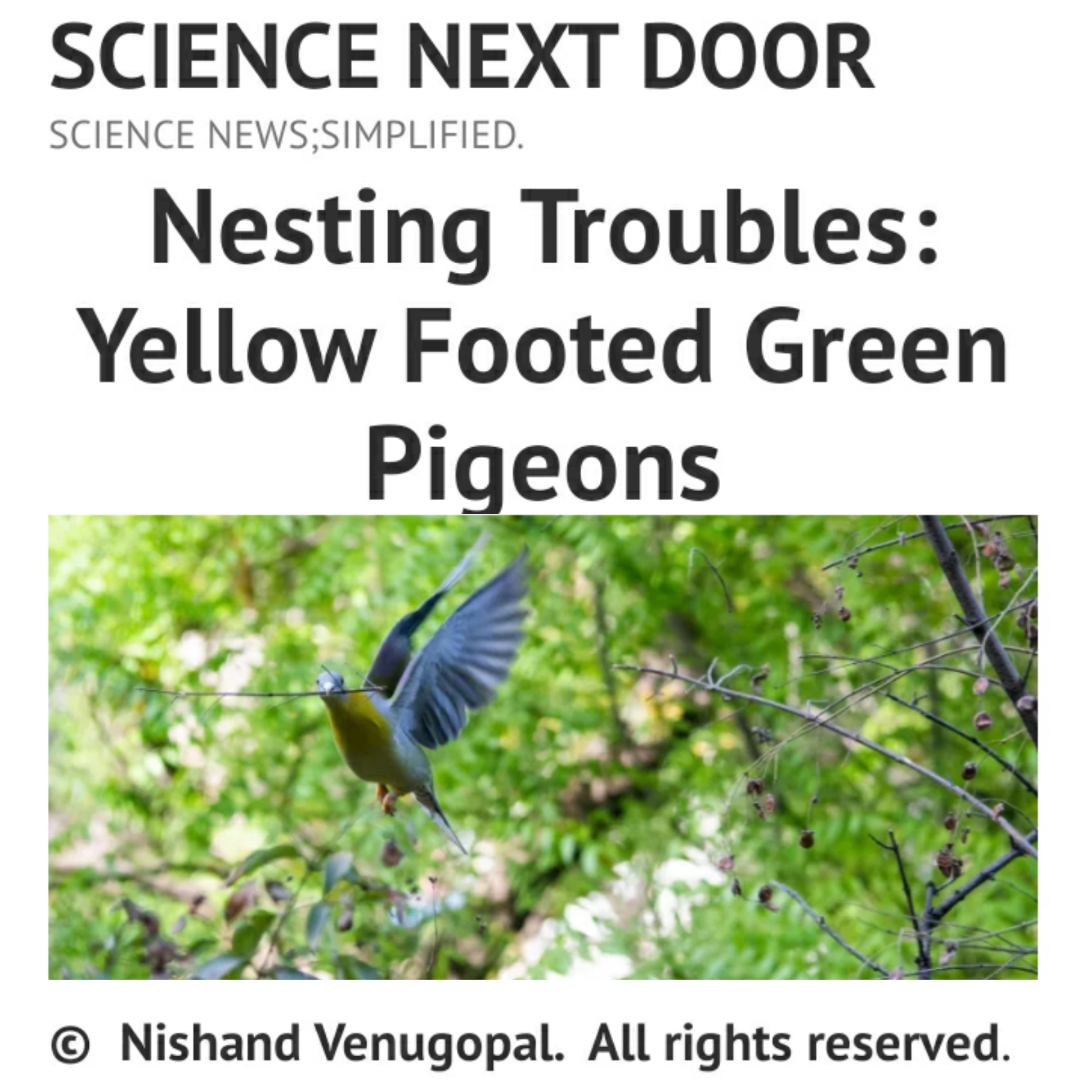 Yellow footed Green Pigeon flying