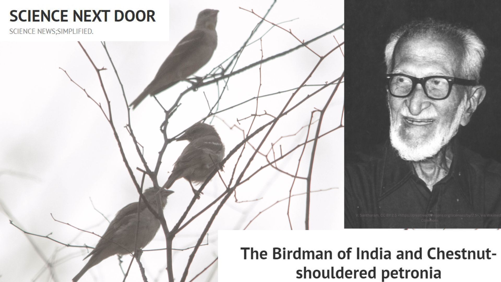Salim Ali, yellow throated sparrow, bird, birds, poem