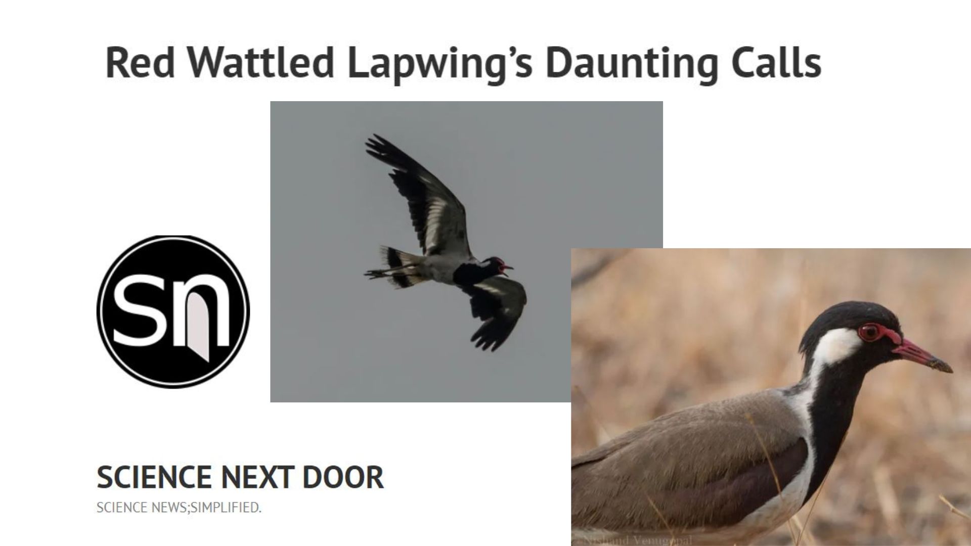 lapwing, nature, birds