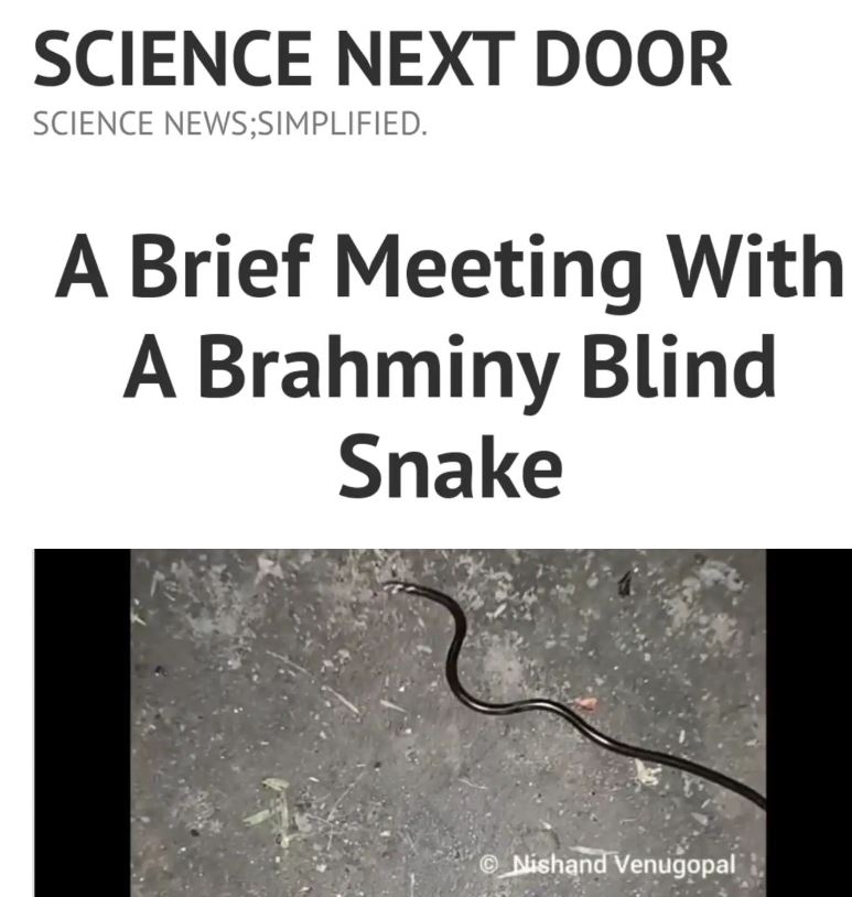 blind snake