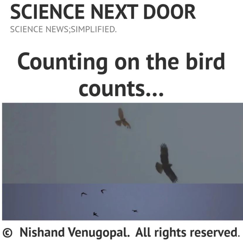 bird counts