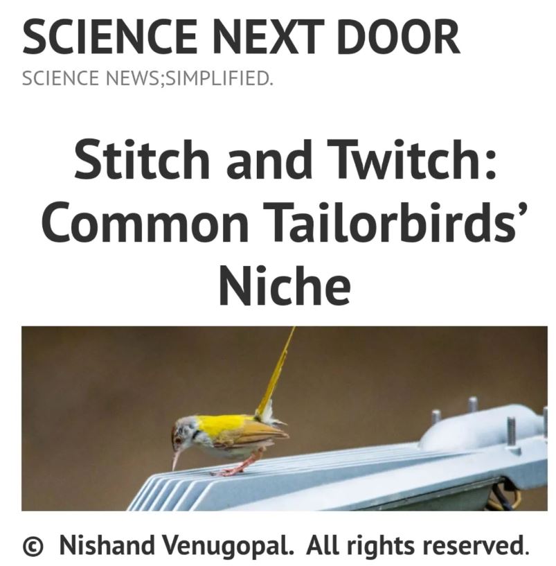 common tailorbird bird