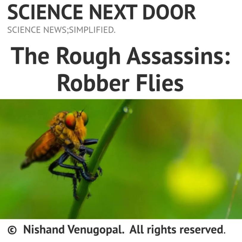 Robberfly