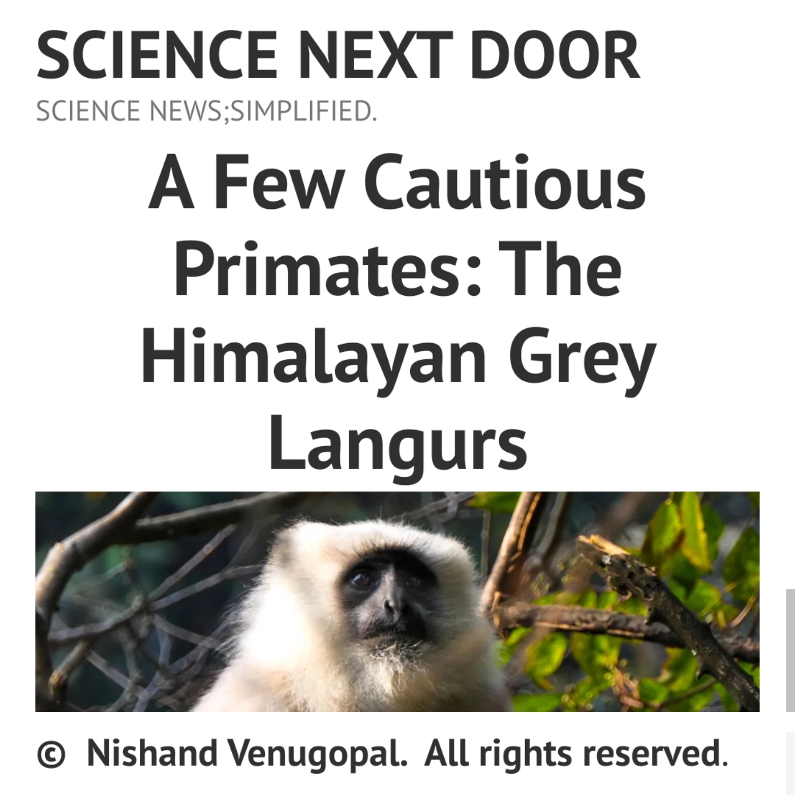 Himalayan Langurs, mammals, wildlife