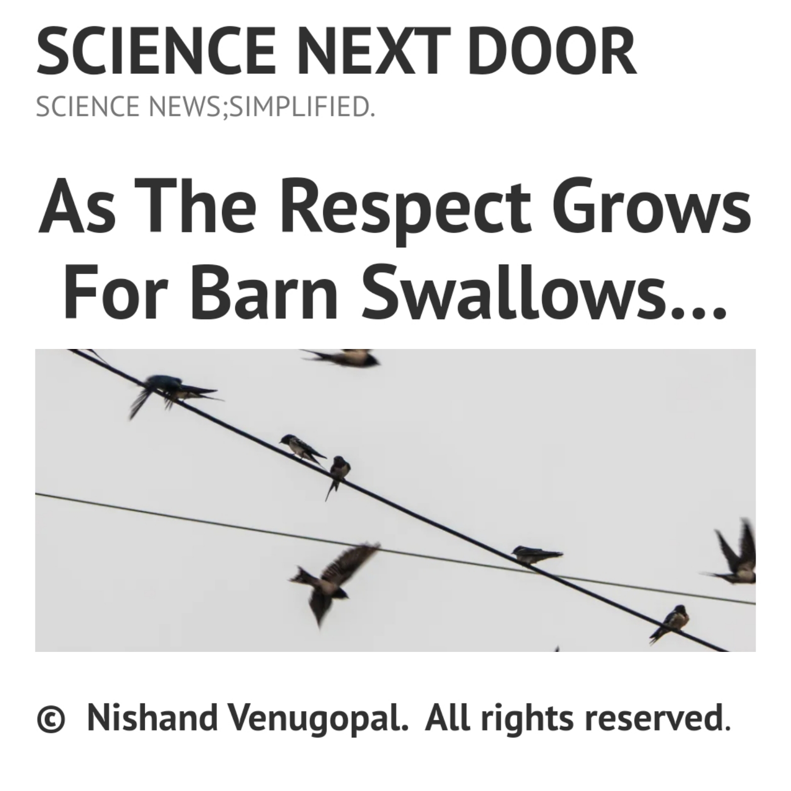 barn swallows, migration