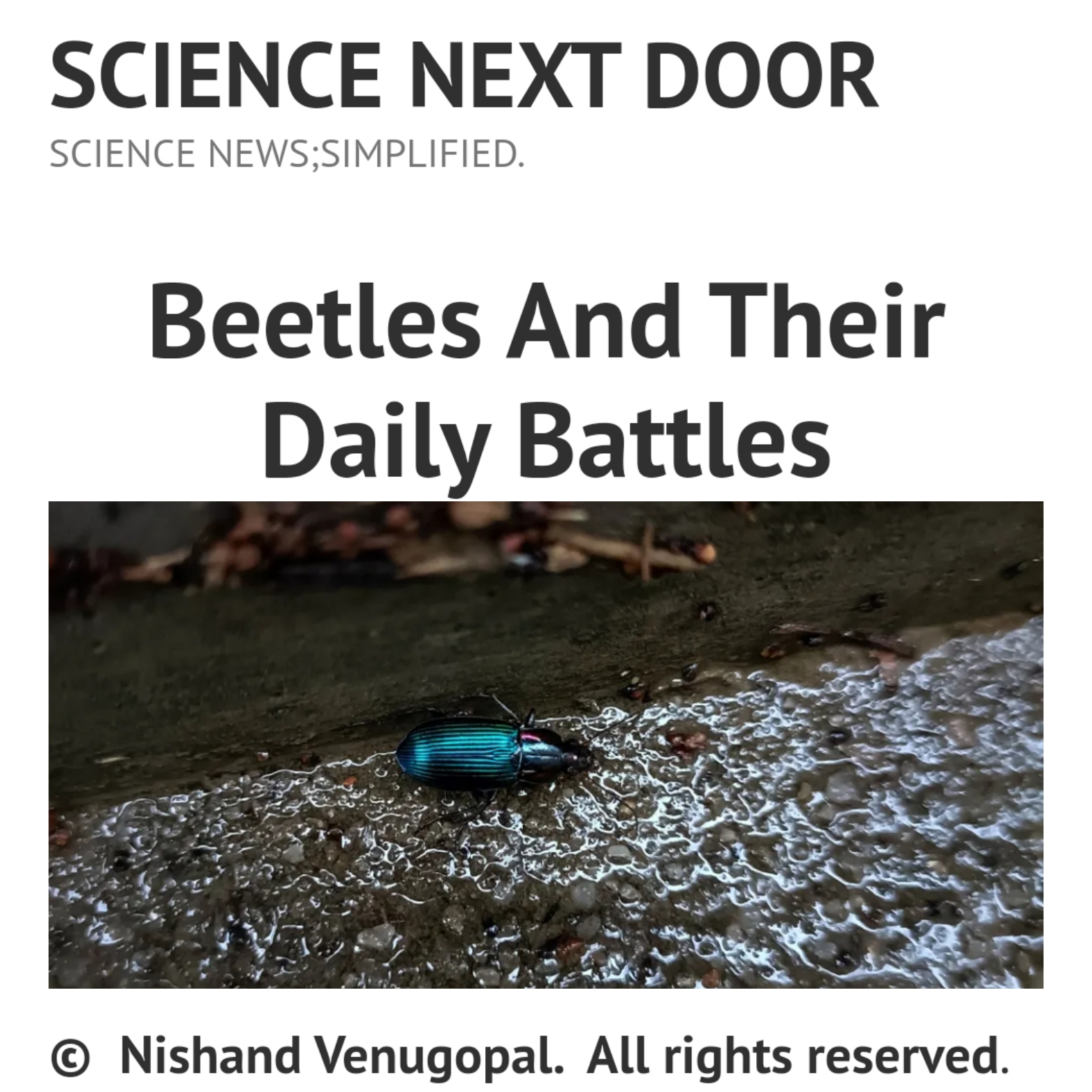 beetles, insects, behaviour