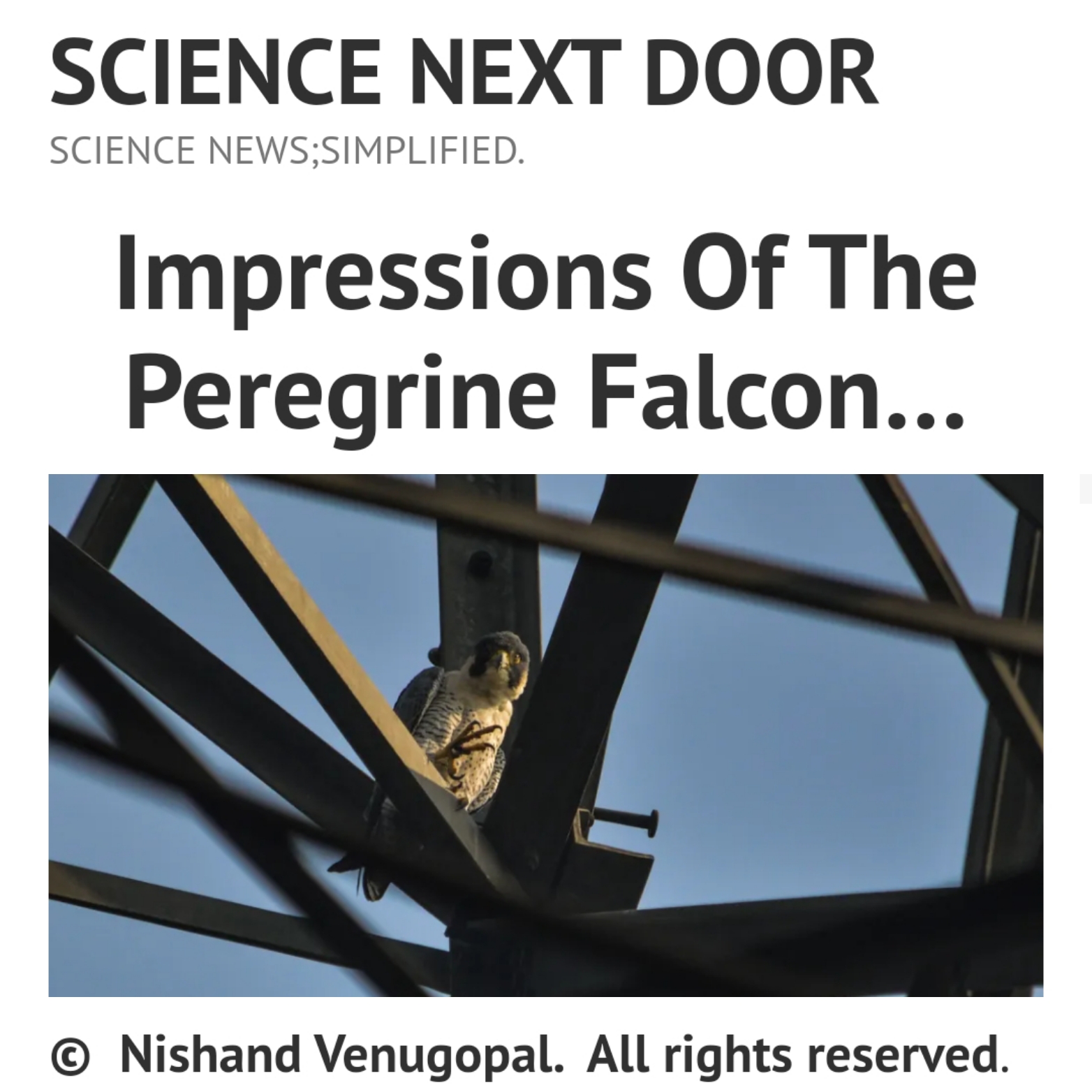 peregrine falcon, migration, bird behaviour