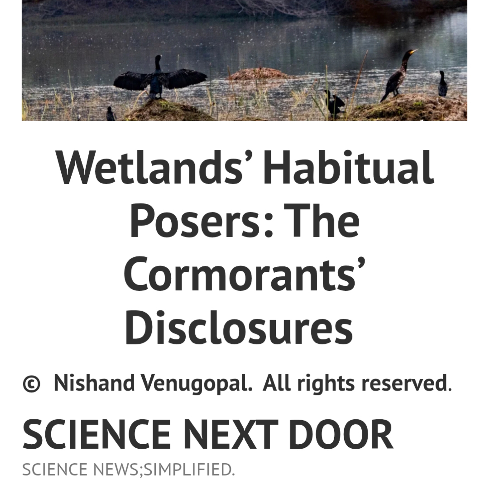 Cormorant, Wetland, habitat conservation