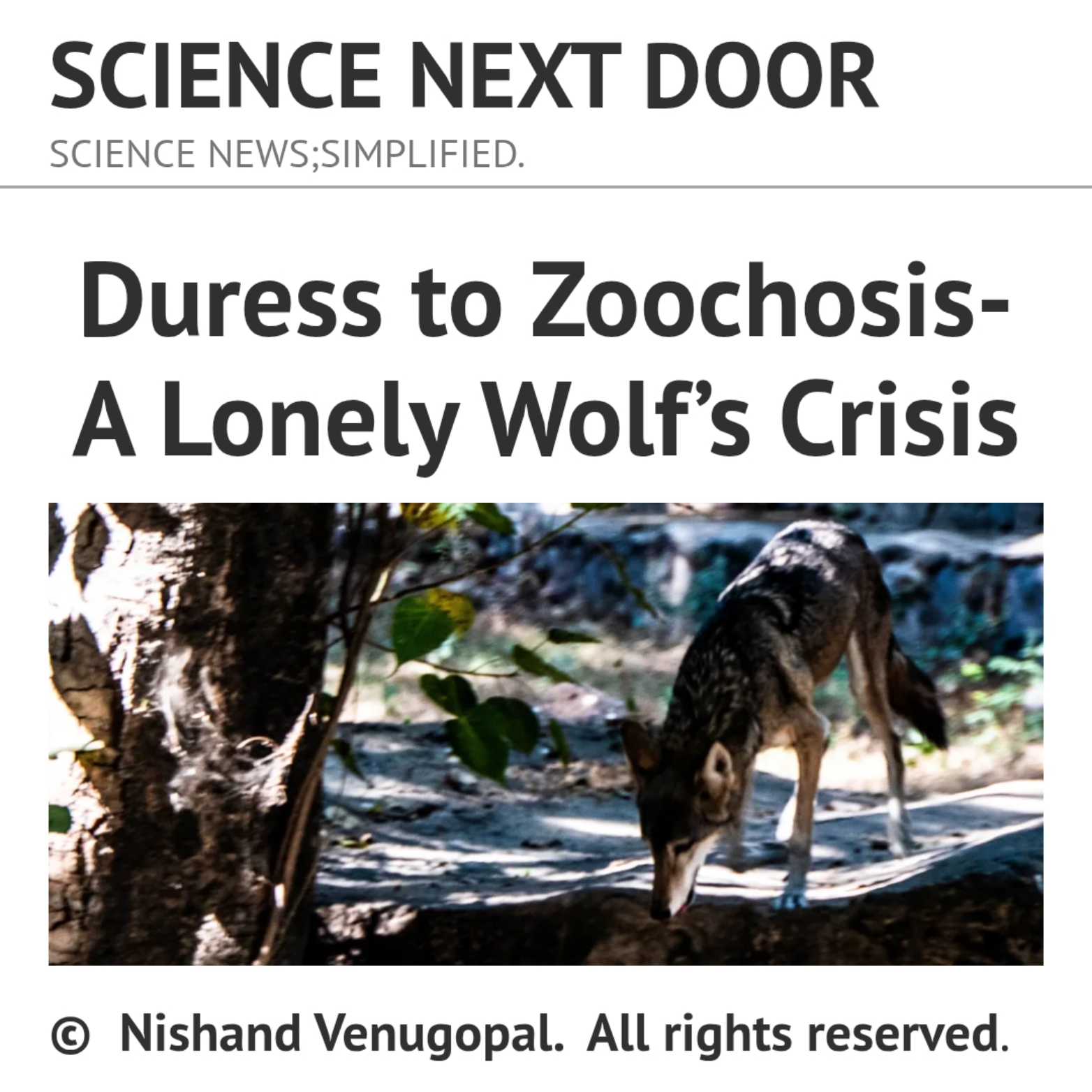 Wolf, cage, animal behaviour , solitude