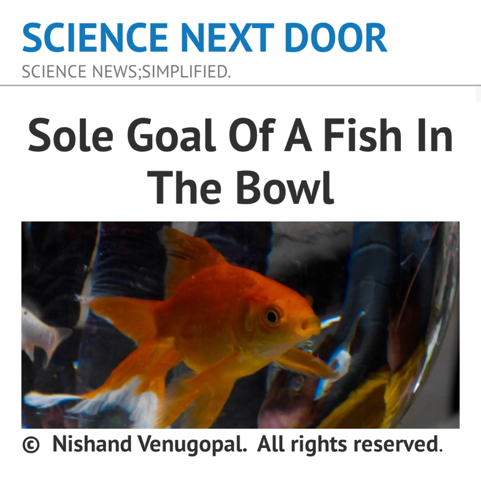 Fish, Nature, freedom, Purpose