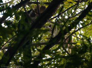 Owl crows and jungle babblers