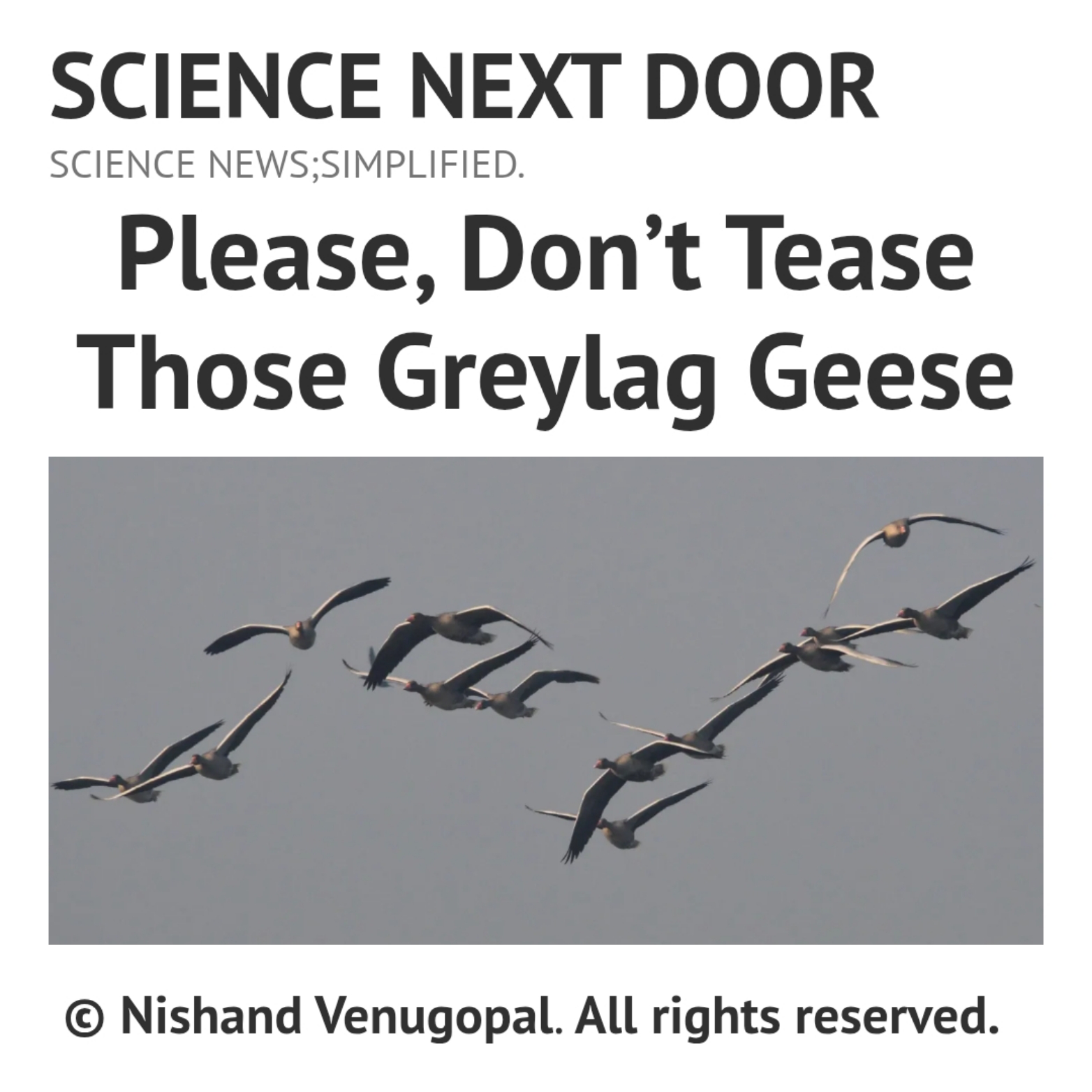 Greylag Geese, migration