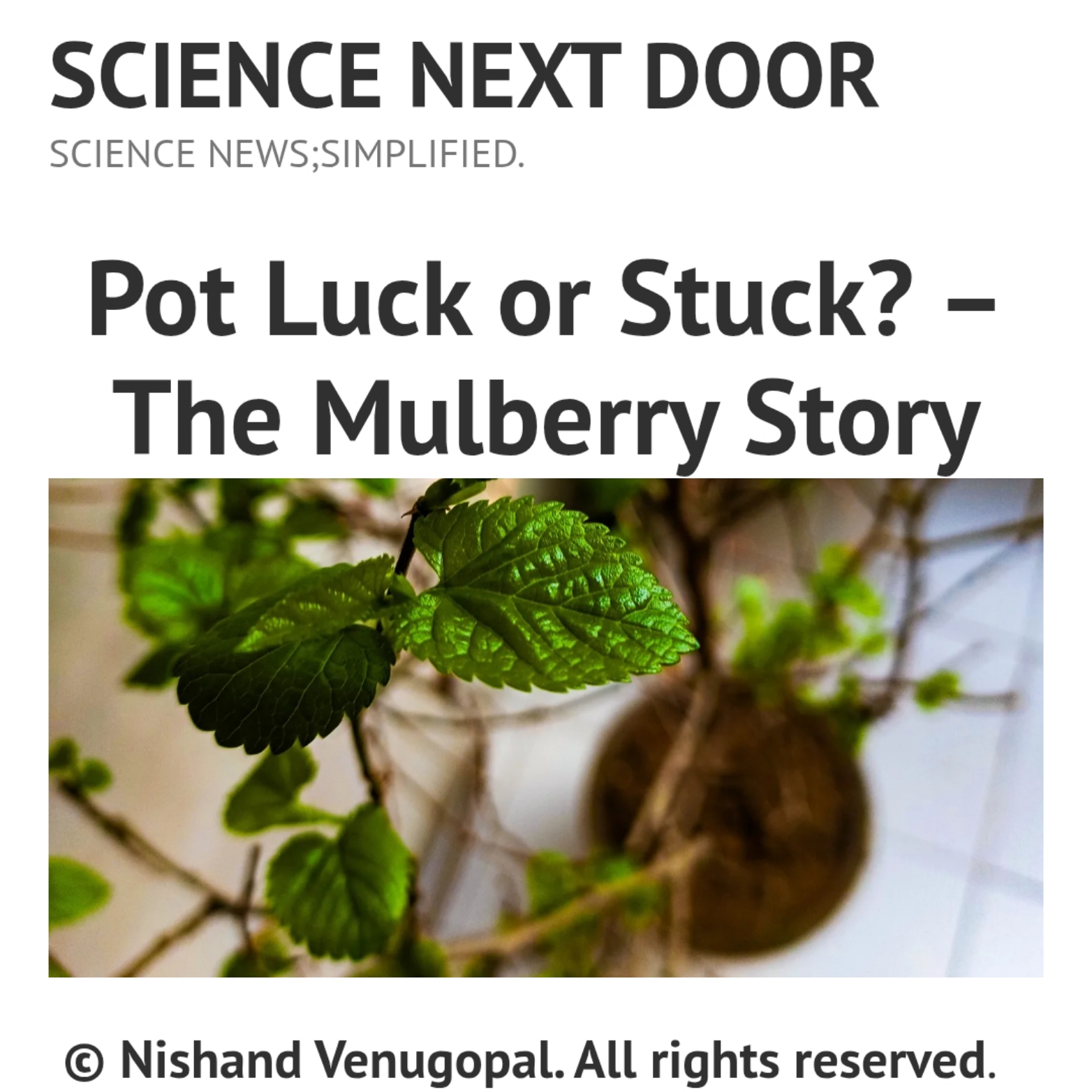 Mulberry plant