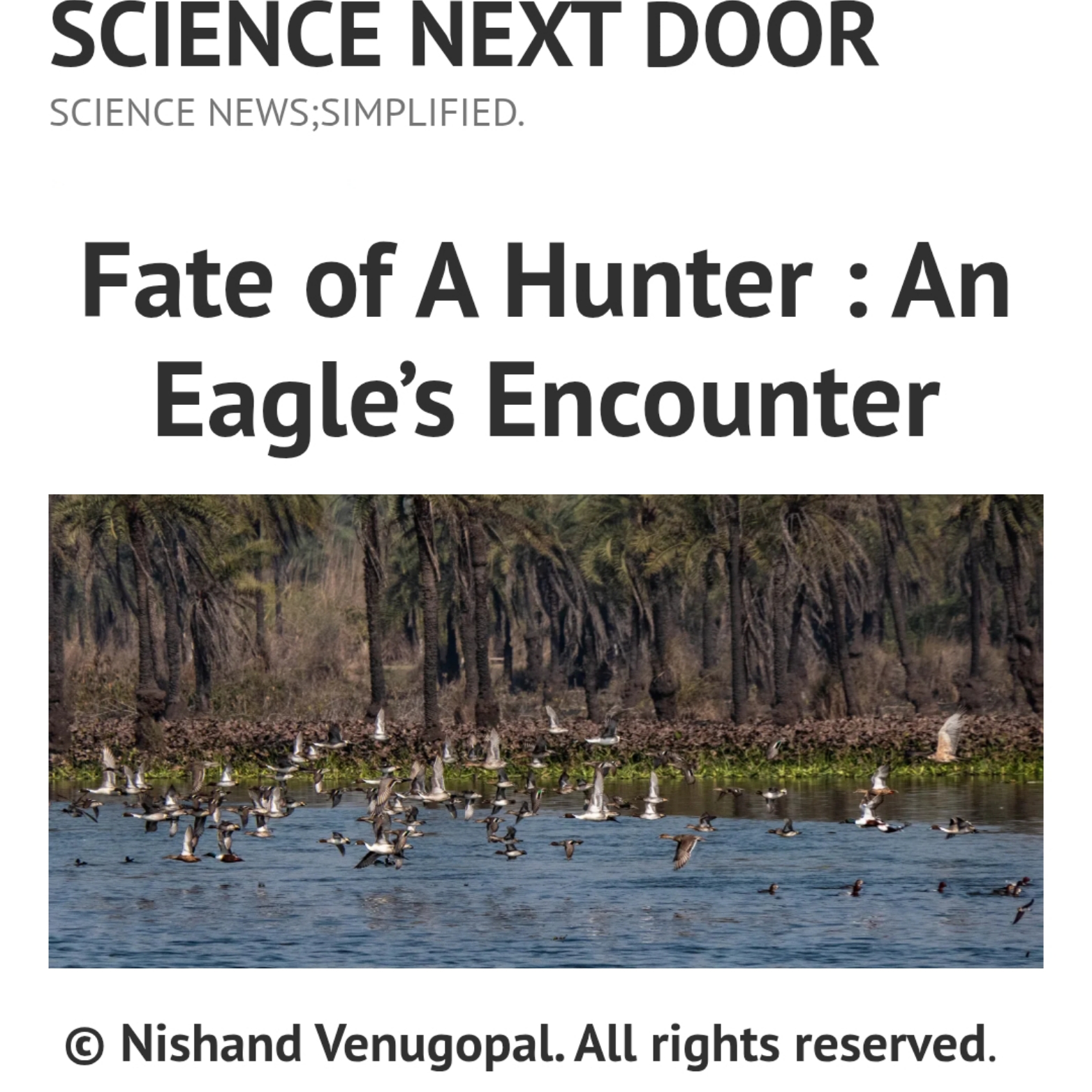 Eagle, Birds, life