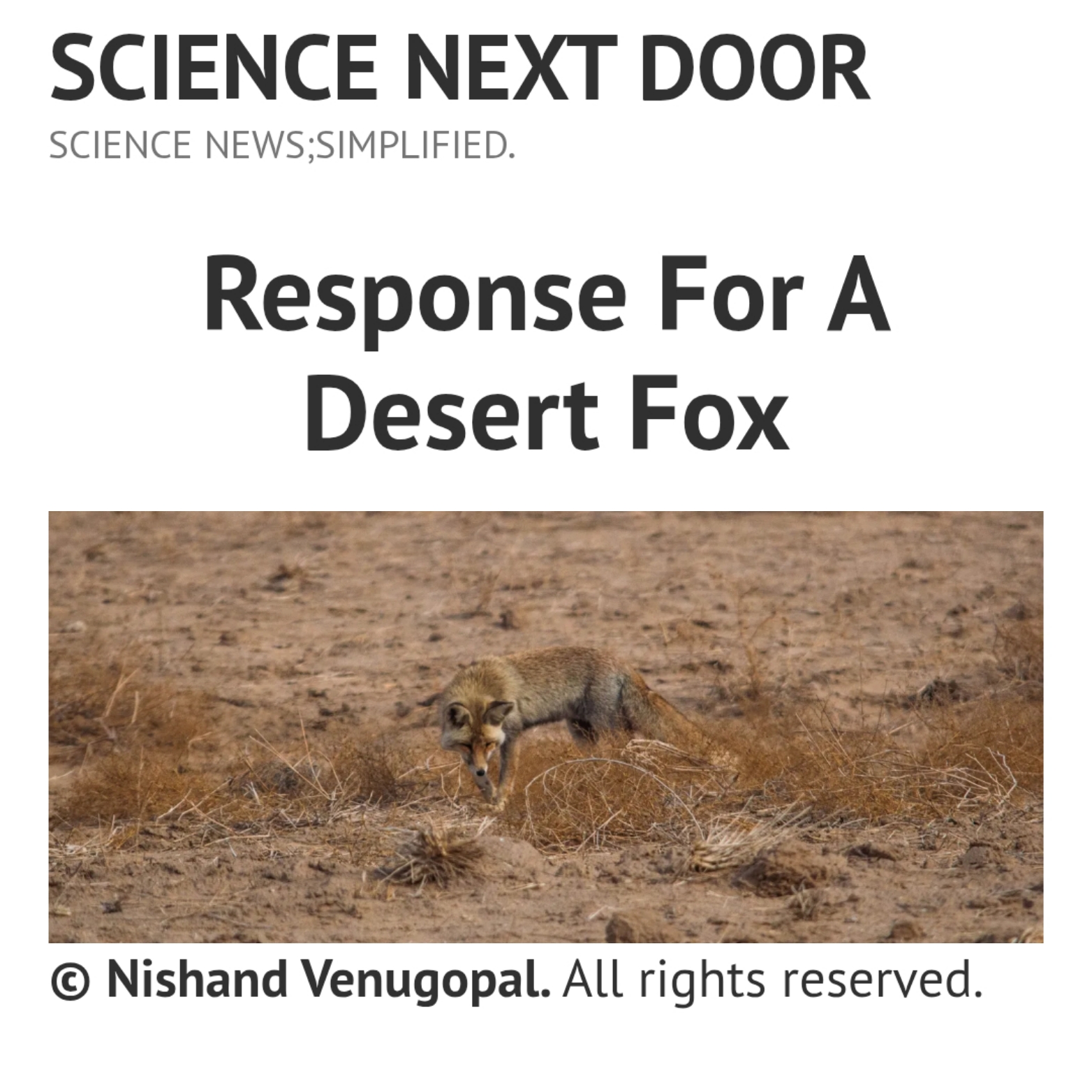 Desert Fox , ecology